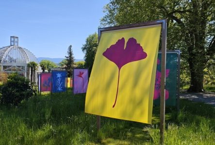 Voiles de couleurs vives avec dessin de plante