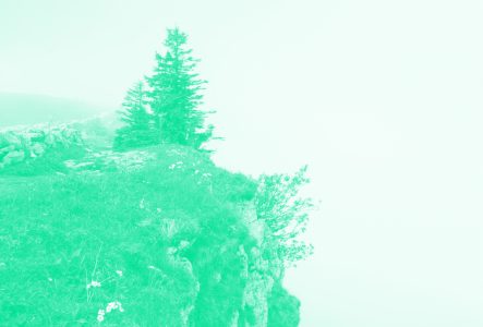 C'est la photo d'un precipice avec un arbre et un peu de végétation. La photo a un filtre de couleur.