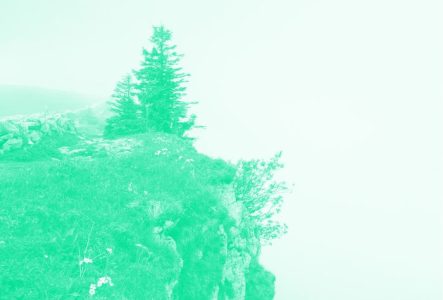 C'est la photo d'un precipice avec un arbre et un peu de végétation. La photo a un filtre de couleur.