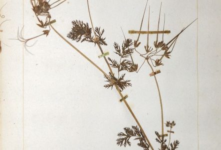 Une planche de l'herbier de Jean-Jacques Rousseau