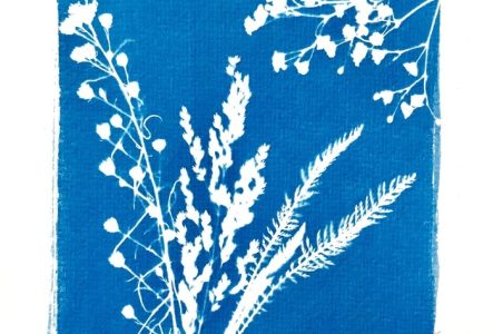 Annika J. Cyanotype