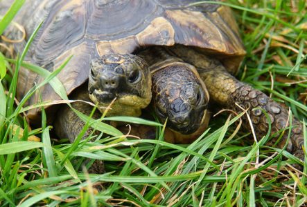 Muséum Genève Janus, la tortue à deux têtes dans l'herbe