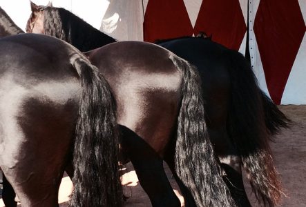 Ce sont des cheveaux devant un rideau de cirque. Mais on voit que leur crinière et leur arrière-train.