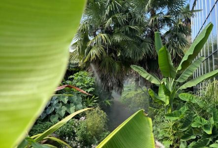 Feuilles de bananiers en extérieur