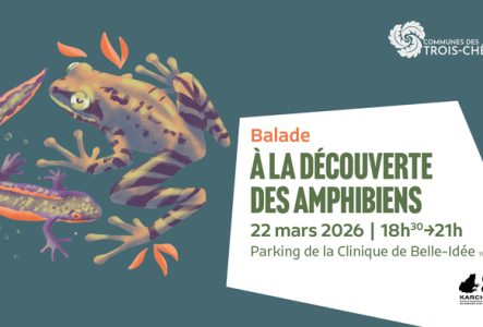 Illustration d'amphibiens avec les informations sur la droite