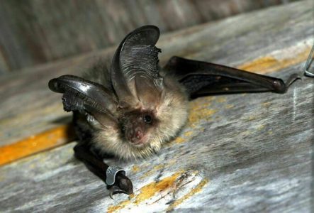 Chauve-souris