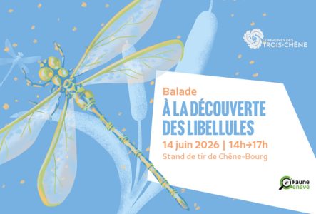 Sur fond bleu on retrouve une libellule