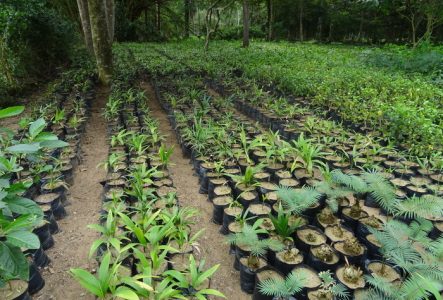 Plante en multiplication dans le cadre du projet Multipalms