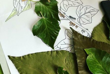 CJBG Feuilles et dessin de liere