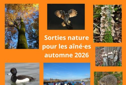 Sorties nature pour les aîné.es, photos de groupe, d'arbres, animaux et champignons