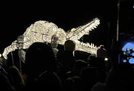 Marionnette géante et lumineuse représentant un crocodile