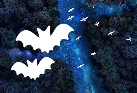 affiche la nuit est belle avec pictogramme de chauve-souris