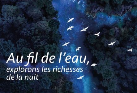 Image vue du ciel d'une rivière avec des oiseaux volant