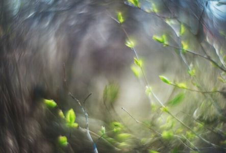 Des branchages verdoyants flous agités par le vent