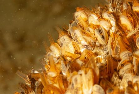 Photo macro de moules quagga