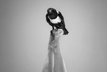 Une photo en noir et blanc de jambes en l'air, avec un corbeau perché sur les pieds.