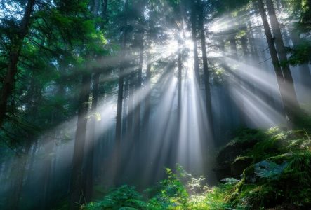 Une photo en couleur qui représente un puissant rayon de soleil qui traverse le feuillage des arbres.