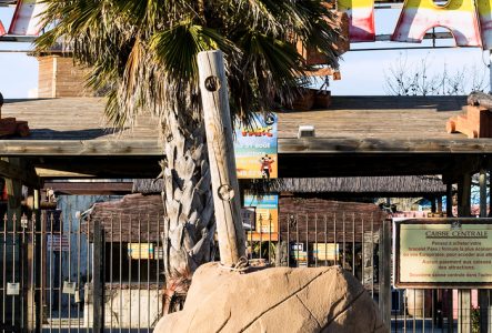 Des faux palmiers en plastique à l'entrée d'un parc d'attraction ou d'un parc aquatique.
