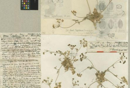 Holothypus de Ammi Topalii Beauverd, collectrice Sofia Topali, Grèce, 22.06.1935.