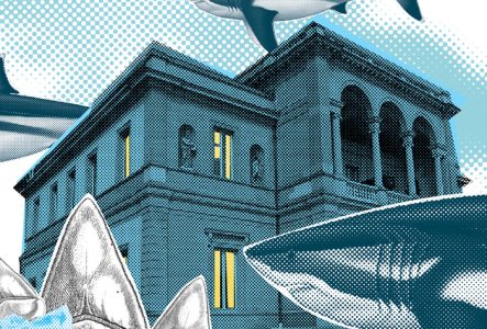 Muséum Genève Illustration d'un megalodon devant le Musée d'histoire des sciences de Genève