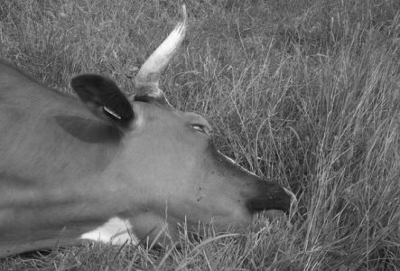 Photographie noir et blanc de la tête d'une vache couchée et endormie dans le l'herbe