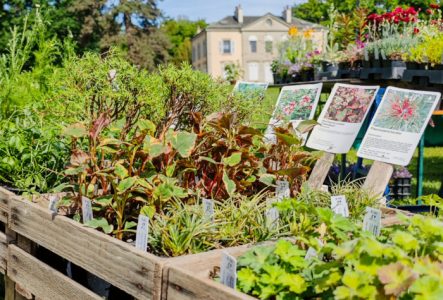 Plantes avec leurs étiquettes dans des caisses en bois