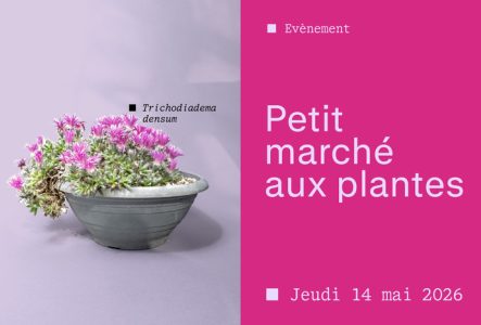 Plantes avec leurs étiquettes dans des caisses en bois