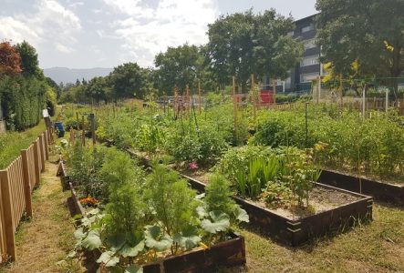Les parcelles de potager avec les légumes qui poussent