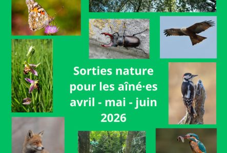 Cycle de Vie - découvrons la nature ensemble - sorties nature pour les aîné.es avril-mai-juin 2026