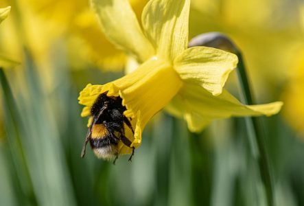 Abeille cherchant du nectar dans une fleur jaune