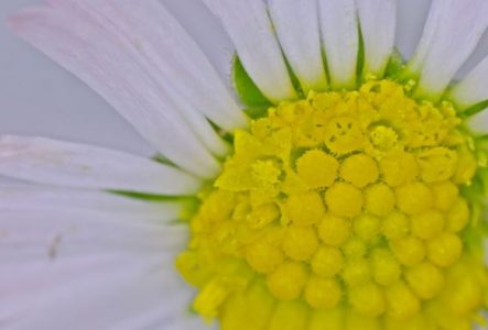 Une pâquerette vue sous un microscope.