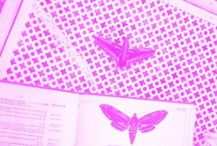 Sur une table un papillon et un livre ouvert sur une page avec un papillon. La photo a un filtre de couleur.