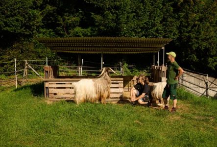Nos gardiens et gardiennes d'animaux regardent avec amour deux chèvres du Jardin Botanique.