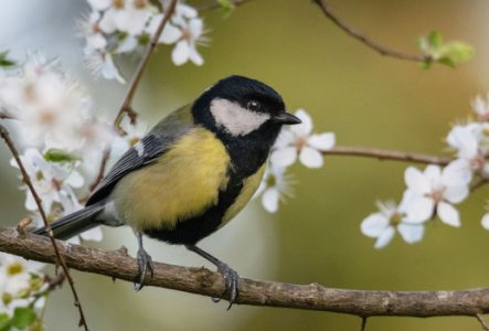 mésange charbonnière