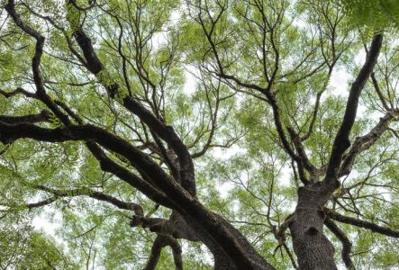 Un des 750 arbres de l'arboretum du Jardin Botanique, vu du dessous.