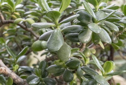 Plan rapproché d'une Crassula ovata dans la serre tempérée
