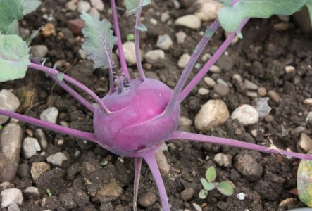 Un chou-rave : une variété de chou parmi de nombreuses autres, toutes issues de la domestication du chou sauvage Brassica oleracea L.