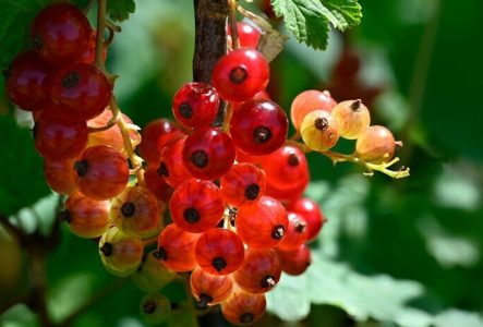 ProSpecieRara Un chou-rave : une variété de chou parmi de nombreuses autres, toutes issues de la domestication du chou sauvage Brassica oleracea L.