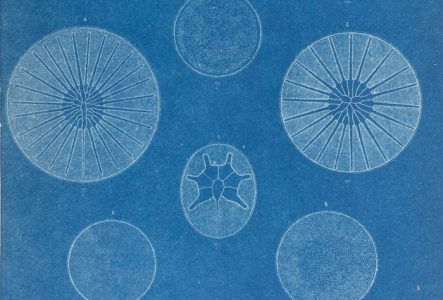 Reproduction partielle de la planche 5, Francesco Saverio, Castracane degli Antelminelli, « Botany : vol. 2 : report of the Diatomacea... », In : Report on the scientific results of the voyage of H.M.S. Challenger during the years 1873-1876 [...], London, Longmans, 1886.