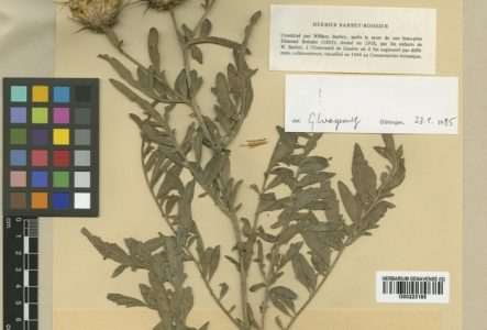 Centaurea tuntasia, a été récoltée pour la toute dernière fois à l'état sauvage en 1942 (Grèce).