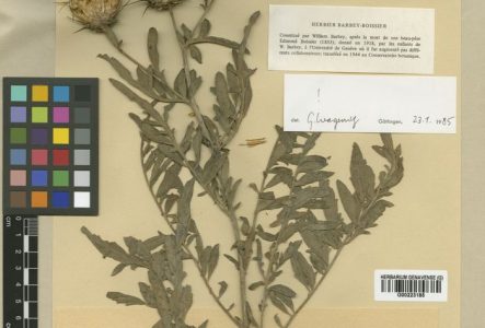 Centaurea tuntasia, a été récoltée pour la toute dernière fois à l'état sauvage en 1942 (Grèce).