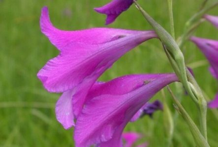 Glaïeul des marais, plante menacée en Suisse et dans la canton de Genève