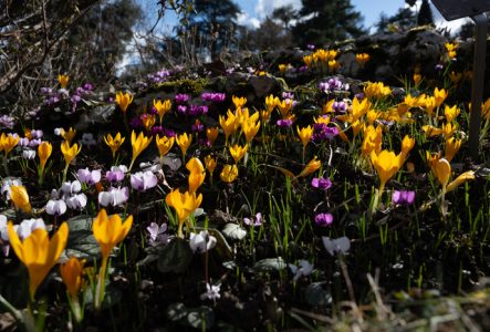 Crocus de différentes couleurs