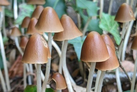 CJBG Gros plan du champignon: Parasola conopilus, l’un des nombreux champignons qui poussent au Jardin botanique de Genève.