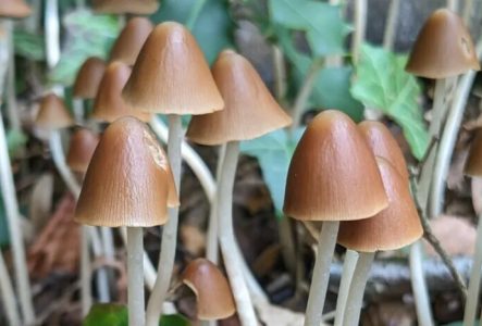 CJBG Gros plan du champignon: Parasola conopilus, l’un des nombreux champignons qui poussent au Jardin botanique de Genève.