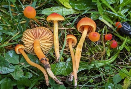 Hygrocybe mucronella, espèce menacée en Suisse qui pousse au Jardin Botanique de Genève.