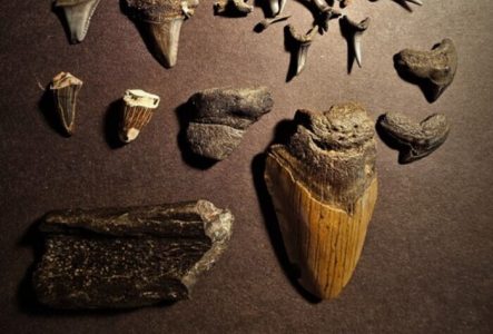 hiéroglyphes