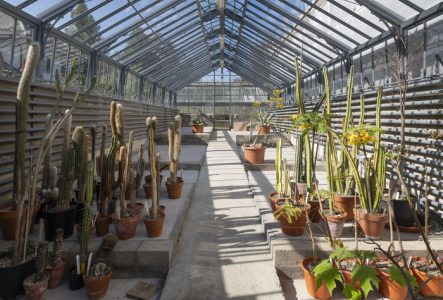 Serre avec quelques plantes en pots