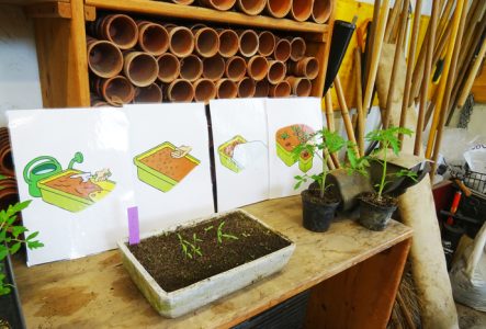 CJBG Lieu: le rempotoir avec des semis de tomates et en en fond des pot