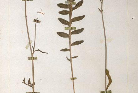 Une planche de l'herbier Jean-Jacques Rousseau. Nom actuel: Centaurea scabiosa L.; nom vernaculaire de Rousseau: Jacée Scabieuse ou grand Bleuet